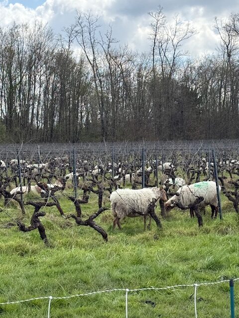 Natural Wonders of the Loire Valley