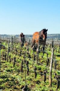 Natural Wonders of the Loire Valley