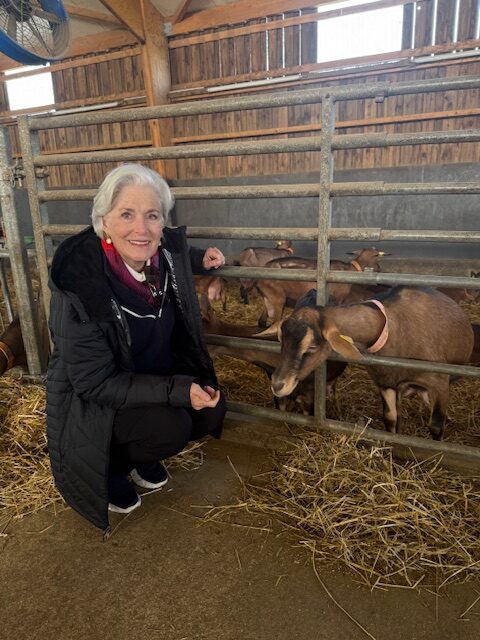 goats in the Loire Valley