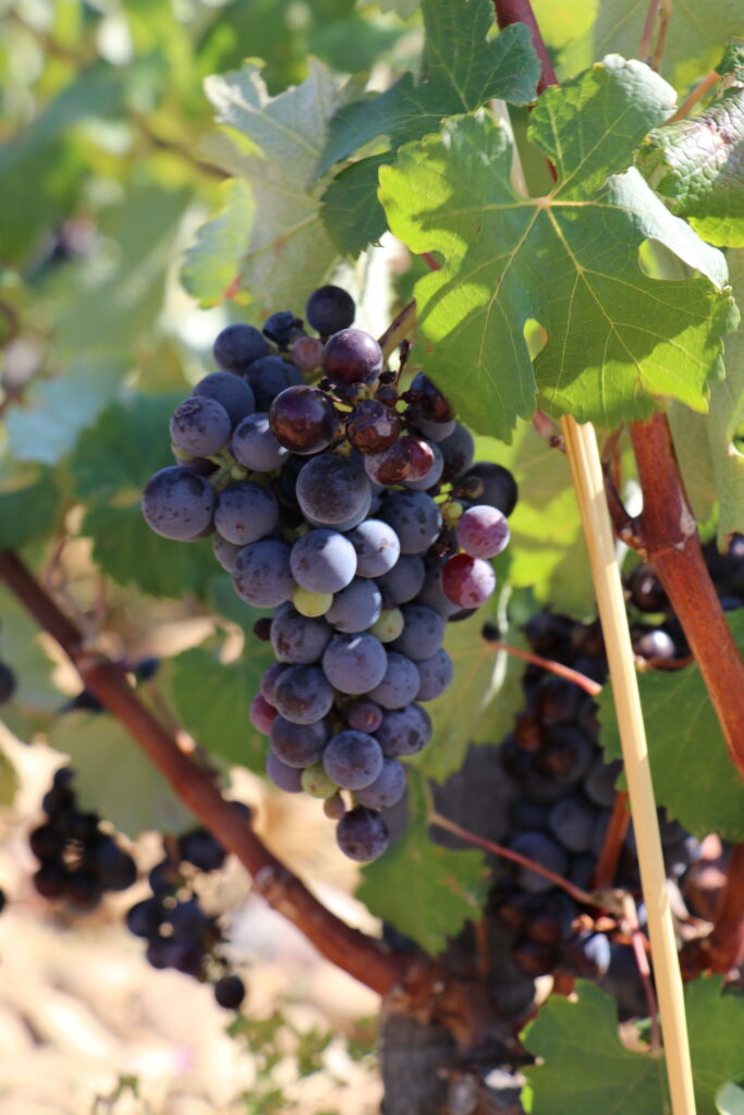 Grapes on the vine